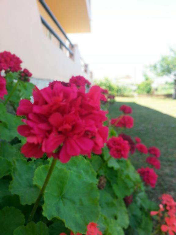 Feakes Apartments Arillas  Dış mekan fotoğraf